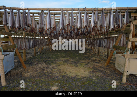 Fische Trocknen auf Holzkonstruktion, Island. Stockfoto