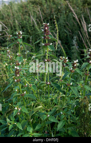 Hanf-Brennnessel, Galeopsis Tetrahit, blühende Pflanzen mit roten Kelch, wo die Blumen gefallen haben Stockfoto