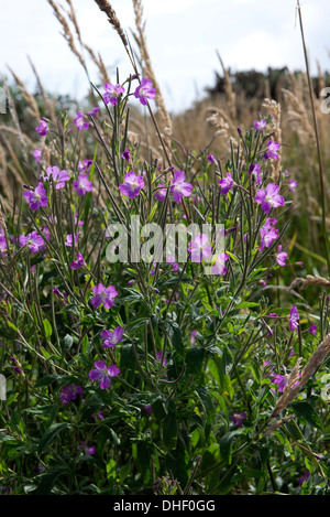 Großen Weidenröschen, Epilobium Hirsutum, Blüte und Aussaat von Pflanzen auf Axt Mündung Feuchtgebiete Nature Reserve, East Devon Stockfoto