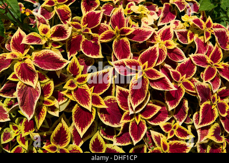 Eine attraktive Blattpflanze Coleus mit roten Blättern und ein gold / gelb Grenze, St Emilion, Frankreich, August Stockfoto