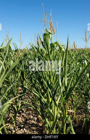 Maispflanzen mit eingerollt und Welke Blätter an einem heißen Sommertag in Gironde, Frankreich Stockfoto