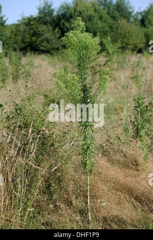 Kanadisches Berufkraut Conyza Canadensis, blühend, Gironde, Frankreich, August Stockfoto