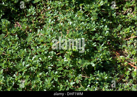 Gemeinsamen Portulak oder Fuchsschwanz, Portulaca Oleracea, Sukkulente Pflanzen wild Blatt pflanzlichen oder Acker-Unkraut Stockfoto