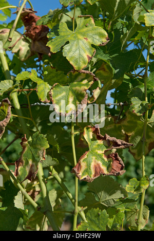 Symptome von Magnesiummangel auf Weinreben in Obst in der Gironde, Frankreich, August Stockfoto