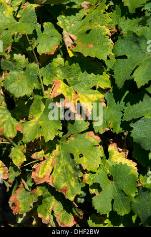 Symptome von Magnesiummangel auf Weinreben in Obst in der Gironde, Frankreich, August Stockfoto