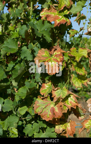 Symptome von Magnesiummangel auf Weinreben in Obst in der Gironde, Frankreich, August Stockfoto