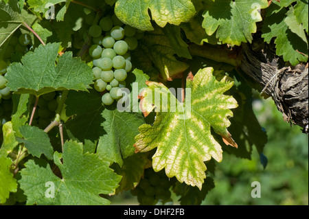 Symptome von Magnesiummangel auf Weinreben in Obst in der Gironde, Frankreich, August Stockfoto