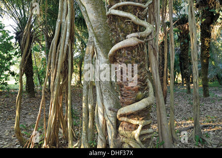 Brasilien, Pantanal, Pousada Piuval, Feigenbaum, Figueira Mata Pau, Ficus Pertusa töten Wirtsbaum, Acuri Palme, Pflanze, Baum, Pantanal Flora, Parasit Baum, Pantanal Bäume, Brasilien 2014 Reisen Schicksale in Brasilien, Natur, Biologie, exotische Bäume, Parasit t Stockfoto