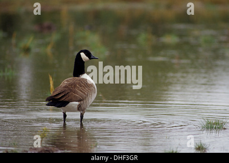 Kanadagans (Branta Canadensis Maxima) im See in der Nähe Plainview Texas stehen Stockfoto