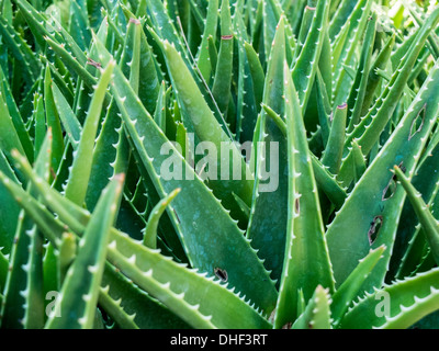 Agaven Stockfoto