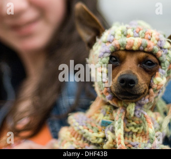 Hund mit Mütze Stockfoto