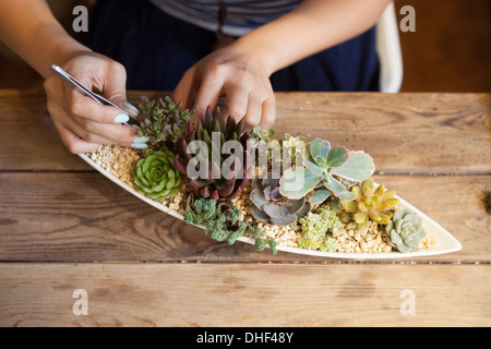 Frau tendenziell Sukkulenten Stockfoto