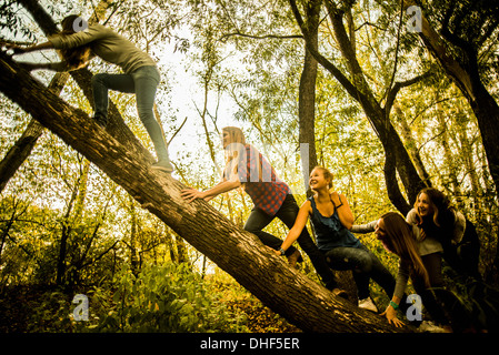 Fünf junge Frauen Kletterbaum in Wäldern Stockfoto