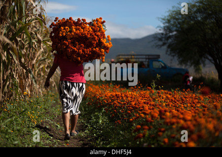 Bauern sammeln Ringelblumen, bekannt als "Cempasúchil" in verwendet für Tag der Toten in San Sebastian de Abasolo, Oaxaca, Mexiko Stockfoto