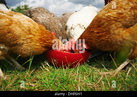 Freilaufenden Hühnern füttern Stockfoto