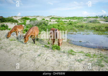 Drei wilde Pferde grasen in den Dünen der Corolla in den Outer Banks. Stockfoto