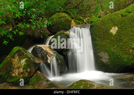 Arroyo de Una Garganta del Parque Natural de Los Alcornocales, Spanien, Cádiz Stockfoto