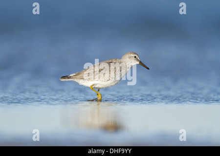 Winter plumaged Knoten mit Fuß in Wasser mit alert-Pose. Stockfoto