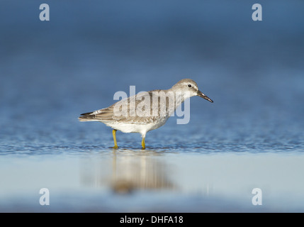 Winter plumaged Knoten waten im Wasser mit Warnung darstellen. Stockfoto