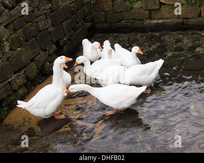 Eine kleine Herde von heimischen Hof weiße Gänse stehend in einem seichten Bach Stockfoto