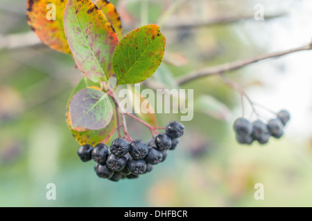 Aronia auf Baum hautnah Stockfoto