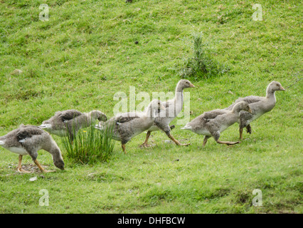 Junge Gänse am Ufer. Stockfoto