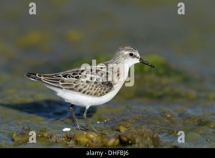 Kleinen Stint Calidris minuta Stockfoto