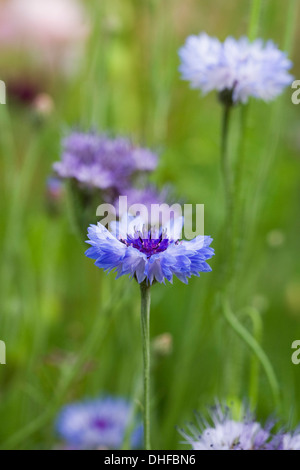 Centaurea Cyanus. Kornblumen in einem Wildblumen Garten. Stockfoto