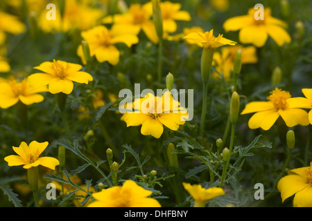 Tagetes Tenuifolia "Zitrone Juwel" Stockfoto