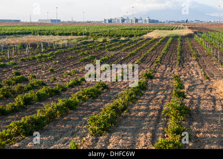 Ackerland Landschaft gepflügt [kommerzielle Landwirtschaft] [gepflügtes Feld] Mozia Mozzia Sizilien Cheack-Erbsen geschäftlicher Sicht Feld Stockfoto