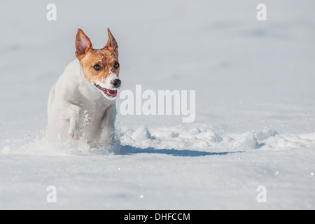 Jack Russel springen auf Schnee Stockfoto