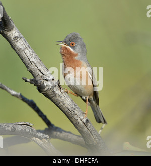 Östlichen subalpinen Warbler - Sylvia Cantillans albistriata Stockfoto