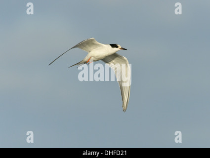 Gemeinsamen Tern - Sterna Hirundo - Juvenile. Stockfoto