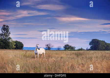 weißes Pferd auf der Wiese Stockfoto