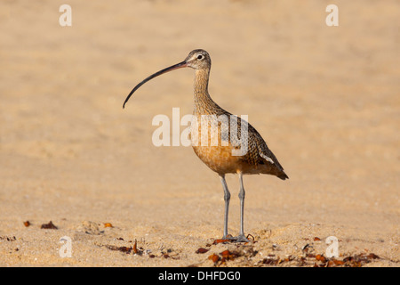 Lange-billed Brachvogel Numenius Americanus San Diego, Kalifornien, USA 12 September Erwachsene Scolopacidae Stockfoto