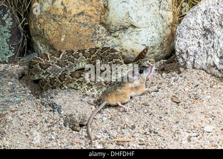 Mohave-Klapperschlange Essen ein Kaktus Maus Crotalus Scutulatus & Peromyscus eremicus Stockfoto