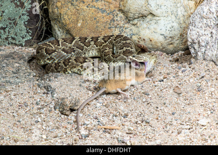 Mohave-Klapperschlange Essen ein Kaktus Maus Crotalus Scutulatus & Peromyscus eremicus Stockfoto