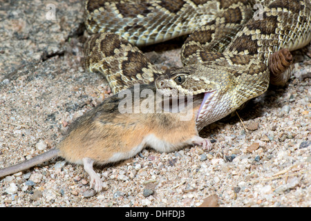 Mohave-Klapperschlange Essen ein Kaktus Maus Crotalus Scutulatus & Peromyscus eremicus Stockfoto