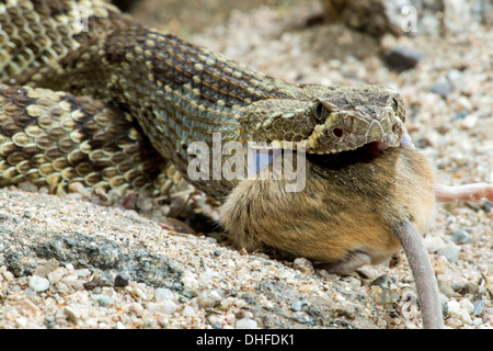 Mohave-Klapperschlange Essen ein Kaktus Maus Crotalus Scutulatus & Peromyscus eremicus Stockfoto