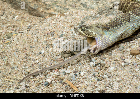 Mohave-Klapperschlange Essen ein Kaktus Maus Crotalus Scutulatus & Peromyscus eremicus Stockfoto