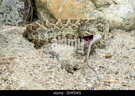 Mohave-Klapperschlange Essen ein Kaktus Maus Crotalus Scutulatus & Peromyscus eremicus Stockfoto