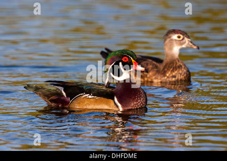 Wood Duck Aix Sponsa San Diego, Kalifornien, Vereinigte Staaten 13 September erwachsenen männlichen & weiblichen Anatidae Stockfoto