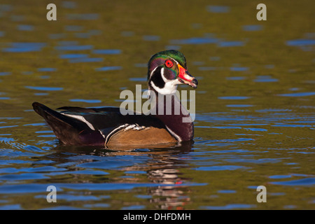 Wood Duck Aix Sponsa San Diego, Kalifornien, Vereinigte Staaten 13 September erwachsenen männlichen vocalizing. Anatidae Stockfoto