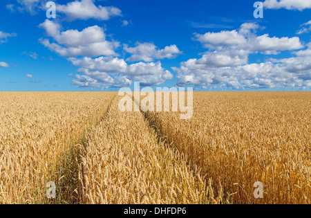 Path in a golden wheat field, under blue sky with clouds.  Stockfoto