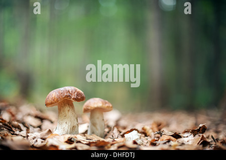 Pilze im Wald hautnah Stockfoto