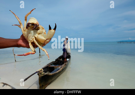 Ein Fischer aus dem Volk der Guna hält eine riesige Krabbe, die er auf einer kleinen Insel in der "Comarca" (Region) der Guna Yala-Eingeborenen, bekannt als Kuna, gefangen hat, die sich im Archipel der San Blas Blas-Inseln im Nordosten Panamas mit Blick auf das Karibische Meer befindet. Stockfoto