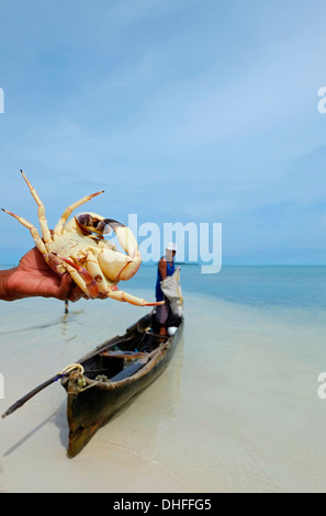 Ein Fischer aus dem Volk der Guna hält eine riesige Krabbe, die er auf einer kleinen Insel in der "Comarca" (Region) der Guna Yala-Eingeborenen, bekannt als Kuna, gefangen hat, die sich im Archipel der San Blas Blas-Inseln im Nordosten Panamas mit Blick auf das Karibische Meer befindet. Stockfoto