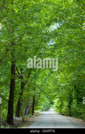 Asien, Ägypten, Provinz Mugla, Köycegiz, Amberbäume Stockfoto