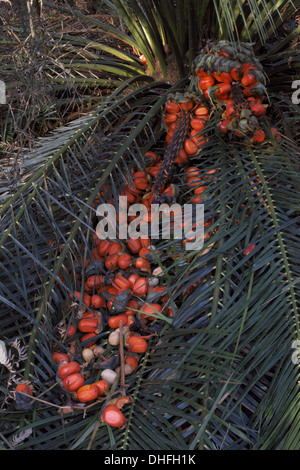 Coastal forest Cycad (Macrozamia Communis) und Obst South Coast NSW im Mimosa Rocks National Park Stockfoto