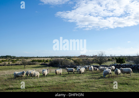 Grasende Schafherde an Alvar Tiefebene auf der schwedischen Insel Öland. Stockfoto